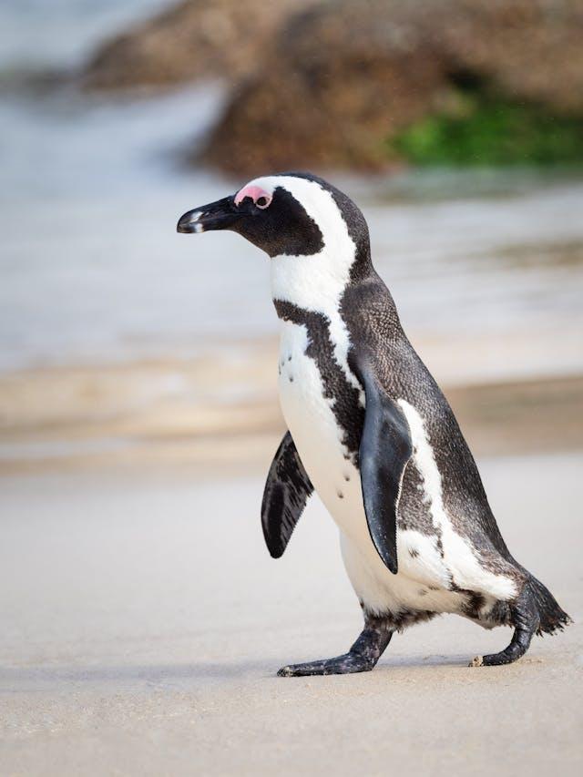 Switching to Linux as my Daily Driver - (Part 1)